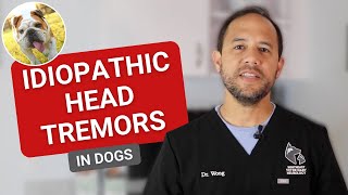 Dog Head Shaking - Idiopathic Head Tremors