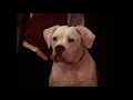 Homeward Bound Ending