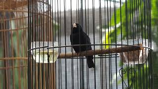 Download lagu burung indigo gacor..!!! cocok buat masteran | masteran sultan.. mp3