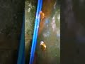 2 frogs Fighting ( Loud sound ) #shorts