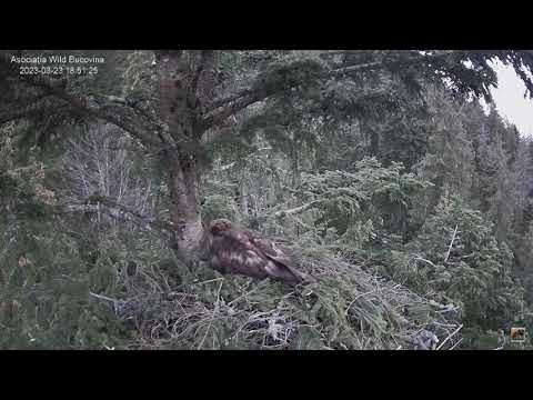 Stelian Bodnari . The pair Lucina and Caliman laid the first egg.🤗🎉23.03.2023