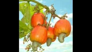 Raimundos Cajeiro e Rio das Pedras