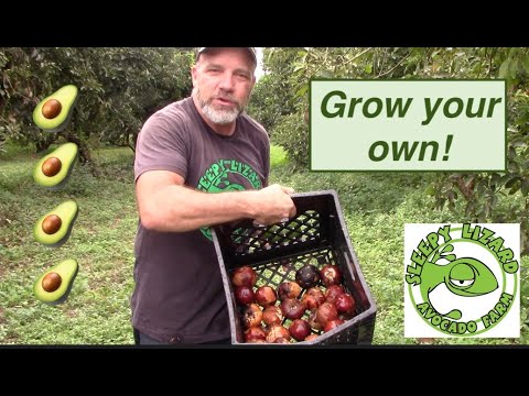 How Do Farmers Grow Avocado Trees?