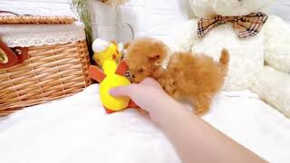 ハーフ犬の動画01