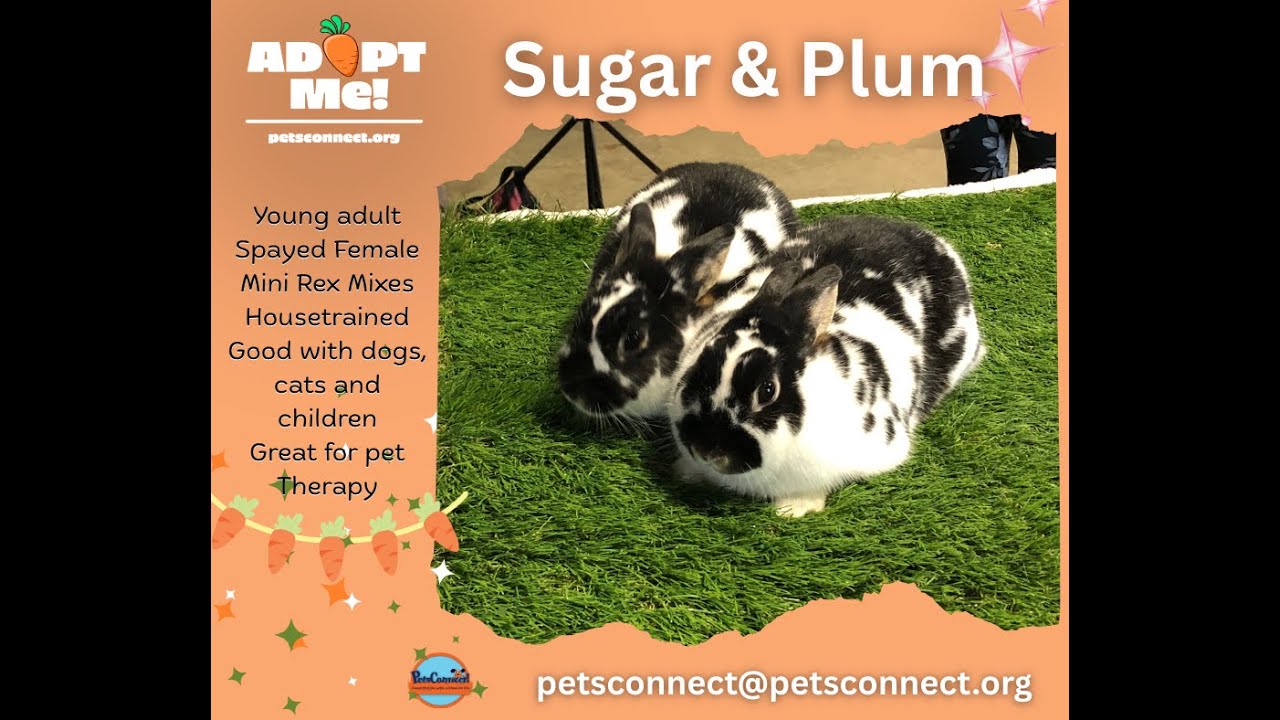 Enlarge Sugar and Plum, a Adoptable mixed breed in South Bend, IN video 6/6