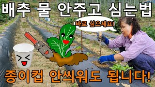 배추 바로 지금심어야하는 이유? 물안주고 심는법 - radish cabbage