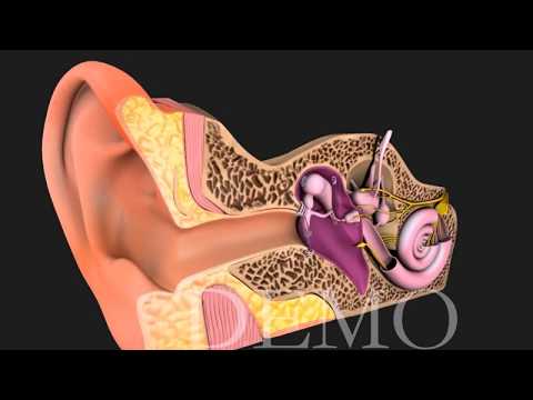 Auditory System