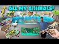 ALL My EXOTIC ANIMALS In ONE Video Update