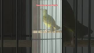 Download lagu Tembakannya lebih kasar dari gereja tarung.Ini Pijantung telinga kuning ya namanya? mp3