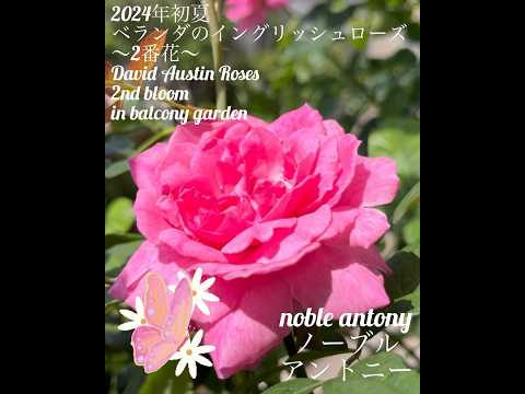 テラスやバルコニーに最適な地中海の植物は何ですか?  庭園