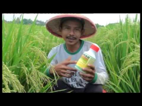 Kecil kontol cepat selesai Peningkatan potensi pada wanita rakyat