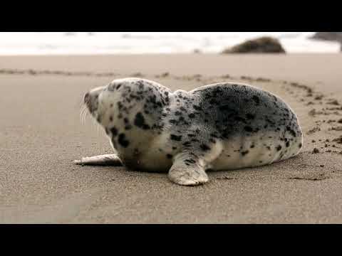 Seal On The Beach