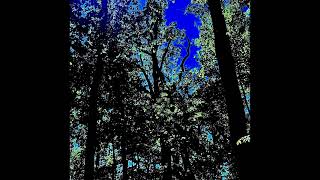 “Remember the Mountain Bed” (Wilco &amp; Billy Bragg) [original demo by Kola]