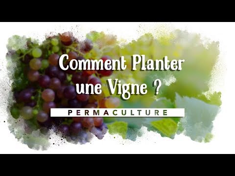 , title : 'Comment Planter une Vigne ? 🍇'