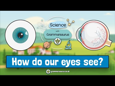 Science with Grammarsaurus - How do our eyes see?