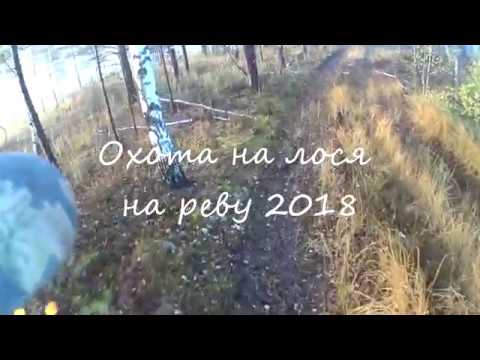 Охота на лося на реву 2018