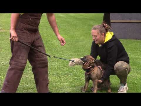 Drew z Kokešova dvora - first training - 11,5 weeks old
