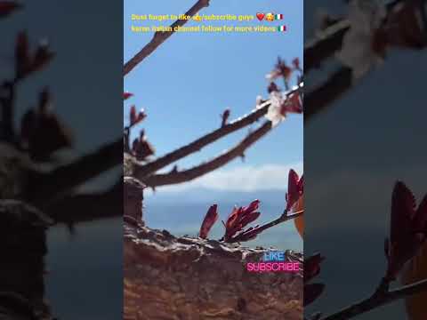 ONE TREE 🌳 WITH ANY KINDS OF FRUITS IN MORRO REATINO ITALY 🇮🇹