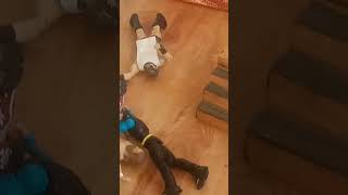 WWF Raw Falls Count Anywhere Jeff Hardy def Daniel Bryan