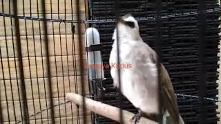 Download lagu Trucukan Angsya mp3