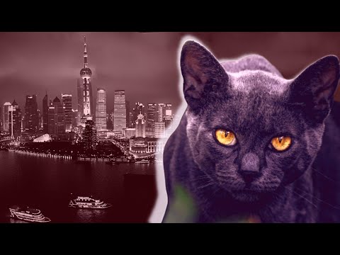 Can Cats See in the Dark?|  Cat Vision vs Human Vision
