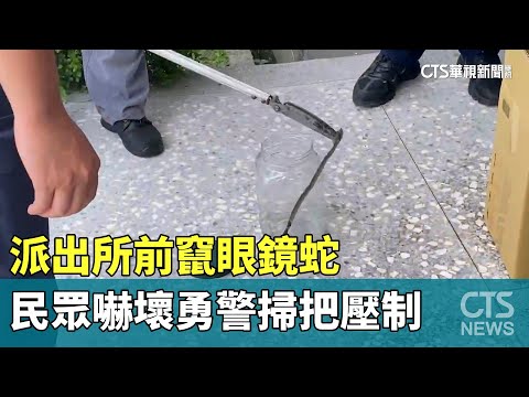 派出所前竄眼鏡蛇　民眾嚇壞勇警掃把壓制