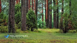 Música Calma, Mística com Natureza