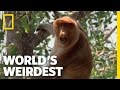 Proboscis Monkeys World S Weirdest