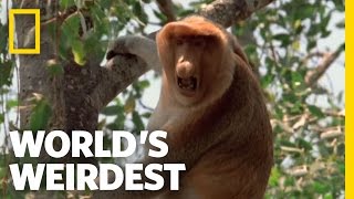 World's Weirdest - Proboscis Monkeys