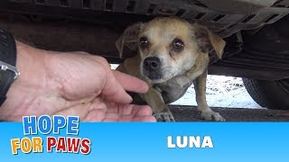 How a little microchip changed this dog&#39;s life!!!  Please share this important video.