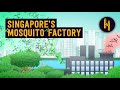 Why Singapore Purposefully Releases 5 Million Mosquitos A Week
