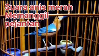 Download lagu Suara anis merah betina memangil pejantan. mp3