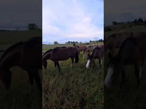 OS CAVALOS LINDOS DE SÃO LUIZ DO PURUNÃ BALSA NOVA PARANÁ BRASIL