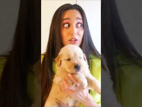 WHO STOLE MY DOG?! #shorts