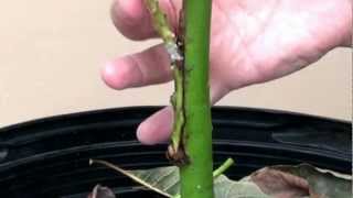 Post grafting information on recently grafted  avocado trees