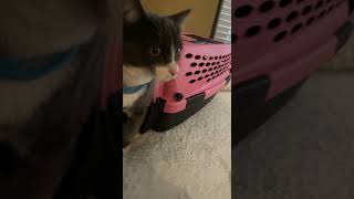 Other Cats Videos