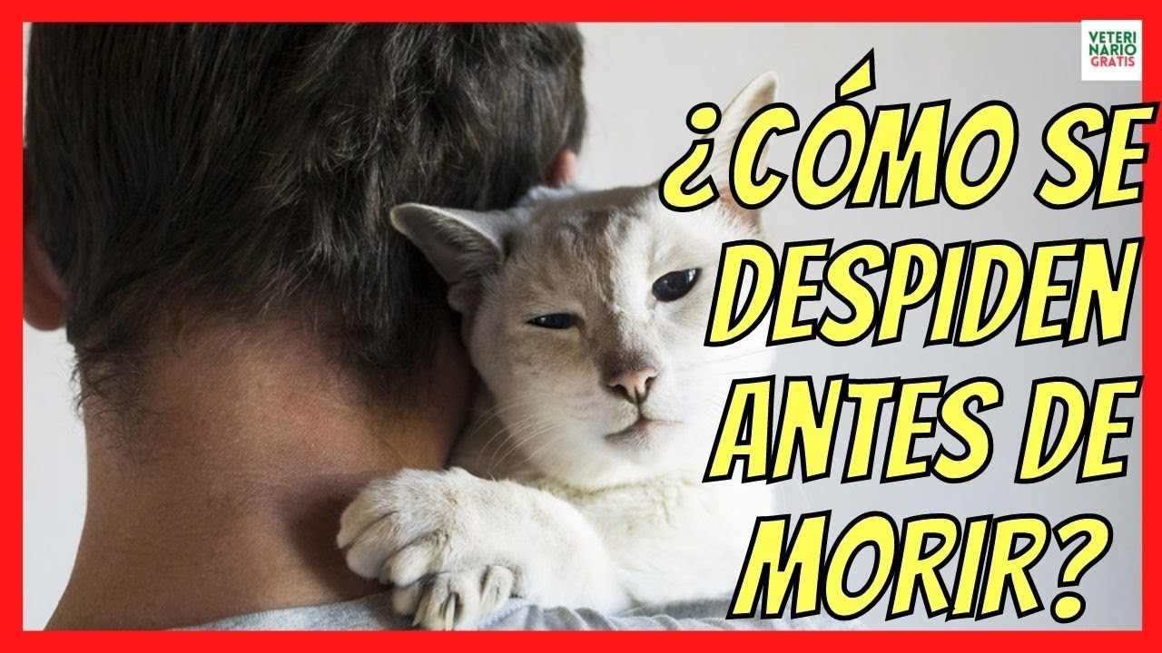 ¿CÓMO SE DESPIDEN LOS GATOS ANTES DE MORIR 💔 ¿CÓMO SABER SI MI GATO SE ESTA MURIENDO