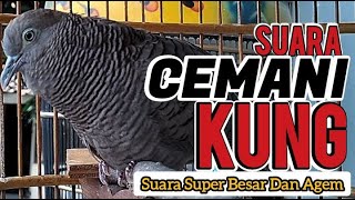 Download lagu Suara Perkutut Cemani Super KUNG mp3