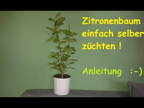 , title : 'Zitronenbaum selber ziehen - exotische Pflanzen züchten / Anleitung Zitronenpflanze aus Kern - DIY'