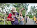 LAGPAS SA KALSADA ANG HABA NG KING COBRA IBABANG TALIM LUCENA CITY