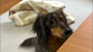 ネルくんとパパののんびりライブ🐶 | 作業や勉強、睡眠のおともに | 犬のいる暮らし