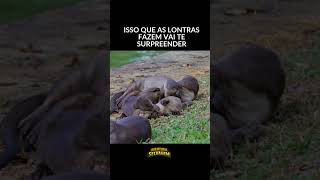 Por Que as Lontras São Tão Encantadoras? - #lontra,#lontras,#animais,#animaisfofos