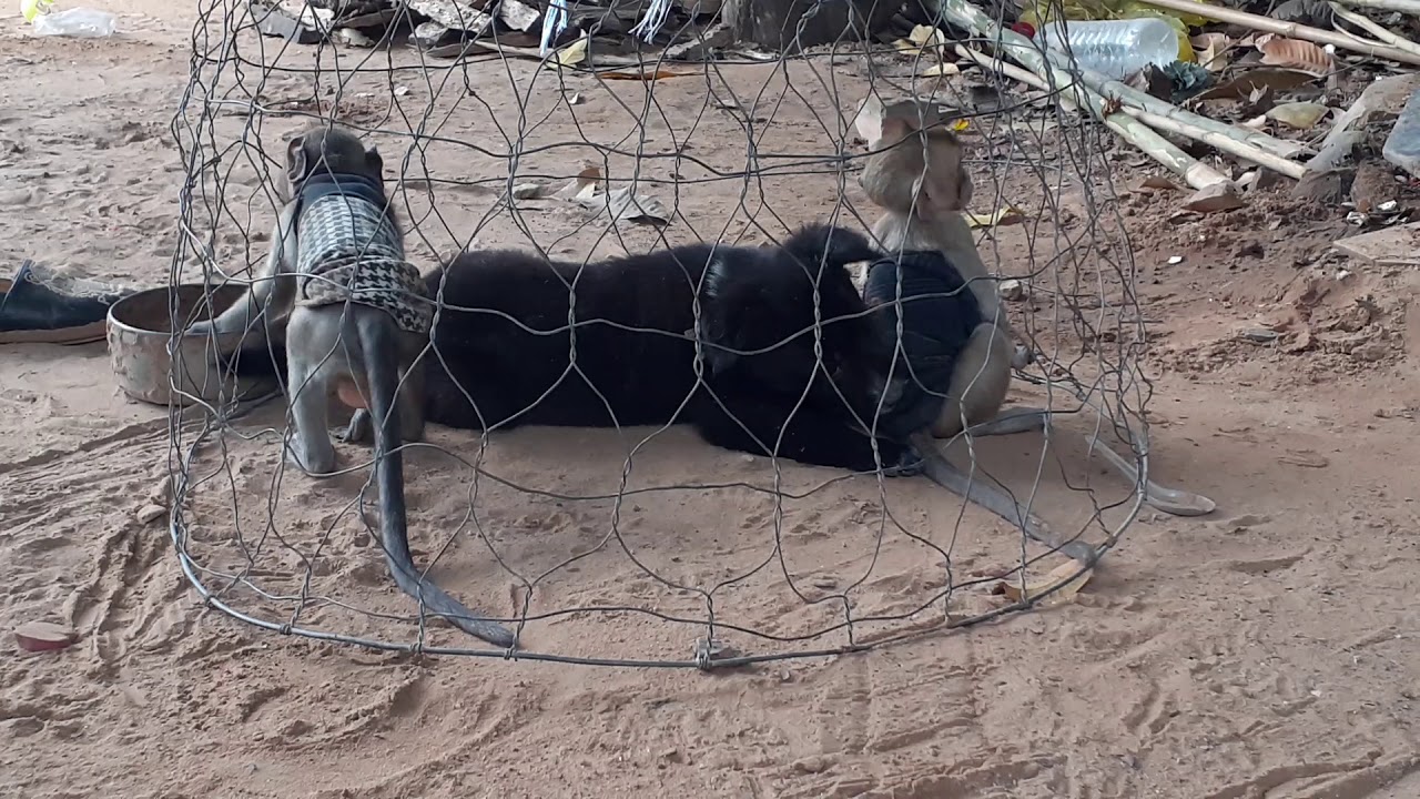 Monkey Apollo Drew Poor Monkey So Pity