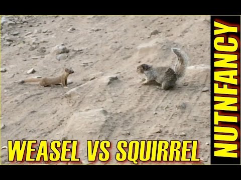 Weasel vs Ground Squirrel: Nature's Combat