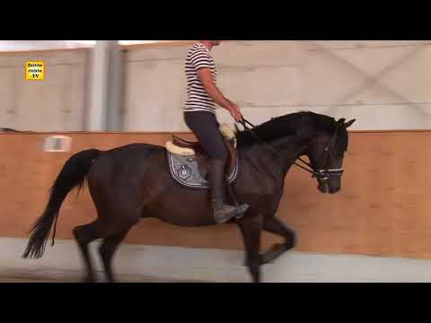 Montevideo - Millennium x Davignon II x Rubinstein