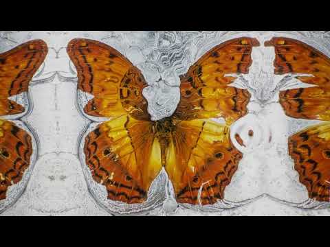Video thumbnail for Firefly (Kingdom Edit)
