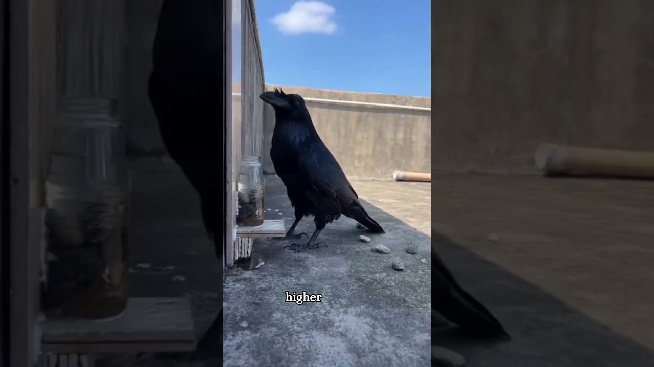 This Bird Outsmarted the Problem… Watch This