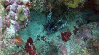 preview picture of video 'Diving Sabadeco Pier, Bonaire, Dutch Caribbean'