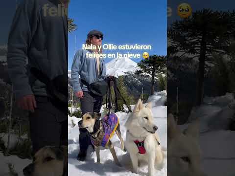 Chile EP 2 🇨🇱 #vanlife #araucania #chile