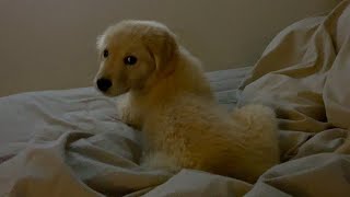 When I was watching the growing Biske, tears came out 【Golden retriever puppy】